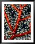 Gorgonian Fan (Gorgonacea), Palau by Michael Aw Limited Edition Pricing Art Print