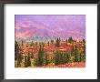 Fall Color In Denali National Park, Alaska, Usa by Charles Sleicher Limited Edition Print