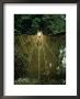 A Vine Bridge Resembling A Spiders Web Near Mamfe, Mamfe, Sud-Ouest, Cameroon by David Wall Limited Edition Print