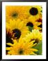 Helianthus (Mixed Cut Flower) by Mark Bolton Limited Edition Print