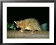 Common Brushtail Possum, Queensland, Australia by Eric Woods Limited Edition Pricing Art Print