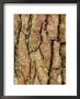 Pinus Sylvestris (Scots Pine), Bark by Susie Mccaffrey Limited Edition Print