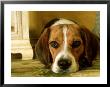 Beagle Relaxing, Usa by Alan And Sandy Carey Limited Edition Pricing Art Print