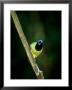 Green Jay, Perching, Usa by Patricio Robles Gil Limited Edition Print