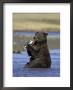 Grizzly Bear, Adult Female Feeding On Salmon, Alaska by Mark Hamblin Limited Edition Pricing Art Print