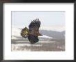 Golden Eagle, Adult In Flight, Scotland by Mark Hamblin Limited Edition Pricing Art Print