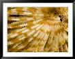Detail Of A Tube Worm's Feather-Like Feeding Arms, Malapascua Island, Philippines by Tim Laman Limited Edition Print