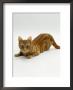 Domestic Cat, Ginger Tabby Female by Jane Burton Limited Edition Print