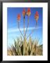 Aloe Glauca, Namaqualand, South Africa by Tim Jackson Limited Edition Pricing Art Print