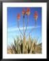 Aloe Glauca, Namaqualand, South Africa by Tim Jackson Limited Edition Print