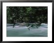 Mc Donald Creek Rushes Past Rocks And Hemlock by Raymond Gehman Limited Edition Print