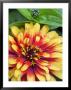 Zinnia, Close-Up Of Yellow And Red Flower Head by Mark Bolton Limited Edition Print
