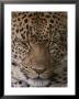 Close View Of A Sleeping Leopard by John Eastcott & Yva Momatiuk Limited Edition Print