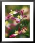Clematis X Triternata Rubromarginata Close-Up Of Pink Flowers by David Murray Limited Edition Print