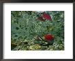 Red Salmon, Also Known As Sockeye Salmon, Cast Reflections In The Adams River by Paul Nicklen Limited Edition Print