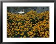 A Swan Swims Past A Beautiful Flower Bed by Raymond Gehman Limited Edition Print