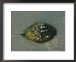 A Barnacle And Algae Encrusted Horseshoe Crab, Limulus Polyphemus by Darlyne A. Murawski Limited Edition Print