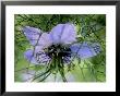 Nigella Damescena (Love In A Mist) Annual, Light Blue Flower, Surrounded By Ruff Of Foliage by Mark Bolton Limited Edition Print
