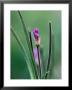 Epilobium Hirstutum (Great Hairy Willow Herb), Close-Up by Ruth Brown Limited Edition Print