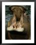 Hippopotamus, Mouth Open, Mara River, S. Kenya by Brian Kenney Limited Edition Print
