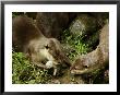 Adult Asian Short-Clawed River Otter Shows Newborn To Sibling by Nicole Duplaix Limited Edition Print