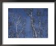 Leaf-Less Birch Trees Stretch Towards A Blue Winter Sky by Roy Gumpel Limited Edition Print