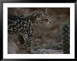 Close View Of A Captive Ocelot In The San Pedro Valley by Annie Griffiths Belt Limited Edition Print