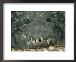 Close View Of The Teeth Of An American Crocodile by Klaus Nigge Limited Edition Print
