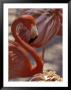 Pink Flamingo In Ardastra Gardens And Zoo, Bahamas, Caribbean by Greg Johnston Limited Edition Print