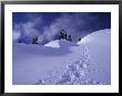 Snow Shoe Trail, Mt. Rainier National Park, Washington, Usa by Jamie & Judy Wild Limited Edition Print