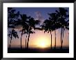 Palm Trees In Silhouette During Sunset On Oahu, Hawaii by Richard Nowitz Limited Edition Pricing Art Print