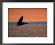 Brown Pelican, Flying, Usa by Olaf Broders Limited Edition Print
