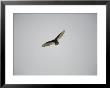 Circling Turkey Vulture Rides Air Currents by Stephen St. John Limited Edition Print