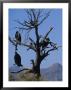 Vultures Sit In A Dead Tree, Baja, Mexico by Bill Hatcher Limited Edition Print