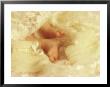 Diffused Effect Of Baby Feet, Lacen And Booties by Steve Satushek Limited Edition Print