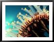 Crown Of Thorns Starfish, Tube Feet, Hawaii by David B. Fleetham Limited Edition Print