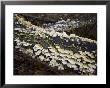 Shelf Fungus Coats Decaying Logs, Silver Spring, Maryland by Stephen St. John Limited Edition Print