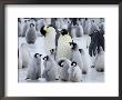 Colony Of Emperor Penguins And Chicks, Snow Hill Island, Weddell Sea, Antarctica by Thorsten Milse Limited Edition Pricing Art Print