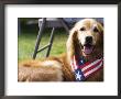 Dog Wearing Patriotic Scarf, Anchorage, Alaska by Brent Winebrenner Limited Edition Print
