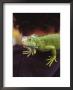 Iguana On Shoulder, Mexico by Scott Christopher Limited Edition Print