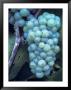 Riesling Grapes Hanging On Vine by Fogstock Llc Limited Edition Print