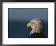 A Close Profile View Of A Northern American Bald Eagle (Haliaeetus Leucocephalus Alascensis) by Norbert Rosing Limited Edition Print