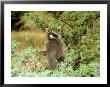 Raccoon, Standing Upright, Montana by Alan And Sandy Carey Limited Edition Print