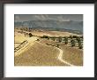 Landscape Near Jaen, Andalucia, Spain by Michael Busselle Limited Edition Print