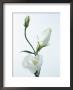 Close-Up Of Eustoma Russellanium, Kyoto Pure White, Flower And Buds On A White Background by Pearl Bucknall Limited Edition Pricing Art Print