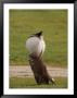 Kori Bustard Bird In Mating Display by Beverly Joubert Limited Edition Print