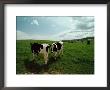 Cows In A Pasture by Scott Sroka Limited Edition Print