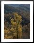 Autumn Colors Paint A Beautiful Fall Forest Landscape by Bates Littlehales Limited Edition Print