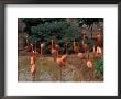 Flamingos At Forest Park, St. Louis Zoo, St. Louis, Missouri, Usa by Connie Ricca Limited Edition Pricing Art Print