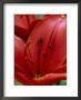 Lillium Monte Negro (Lily) by Mark Bolton Limited Edition Print